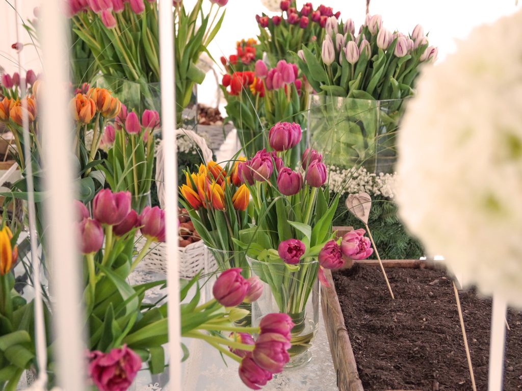 [:it]tulipani[:]